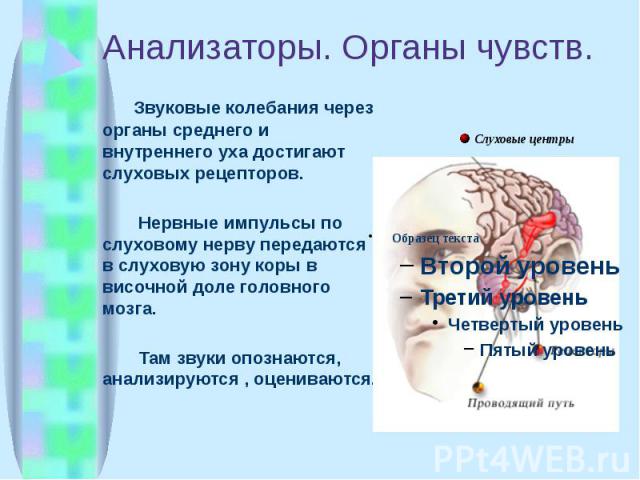 Анализаторы. Органы чувств. Звуковые колебания через органы среднего и внутреннего уха достигают слуховых рецепторов. Нервные импульсы по слуховому нерву передаются в слуховую зону коры в височной доле головного мозга. Там звуки опознаются, анализир…