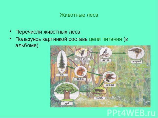 Животные леса Перечисли животных леса Пользуясь картинкой составь цепи питания (в альбоме)