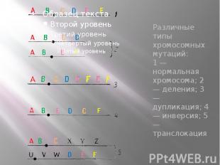 Различные типы хромосомных мутаций: 1 — нормальная хромосома; 2 — деления; 3 — д