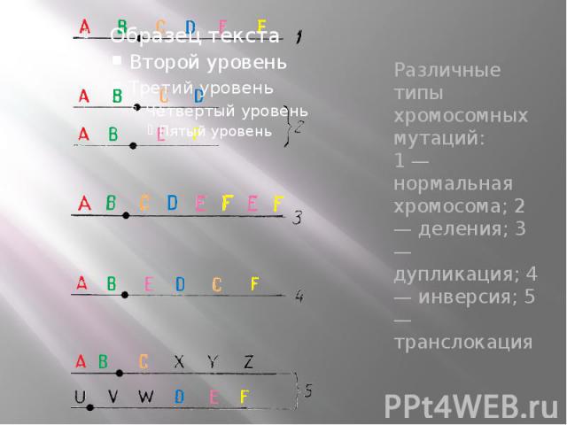 Различные типы хромосомных мутаций: 1 — нормальная хромосома; 2 — деления; 3 — дупликация; 4 — инверсия; 5 — транслокация Различные типы хромосомных мутаций: 1 — нормальная хромосома; 2 — деления; 3 — дупликация; 4 — инверсия; 5 — транслокация