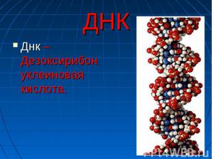 ДНК Днк – Дезоксирибонуклеиновая кислота.