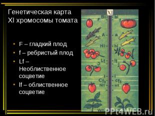 Генетическая карта ХI хромосомы томата F – гладкий плод f – ребристый плод Lf –