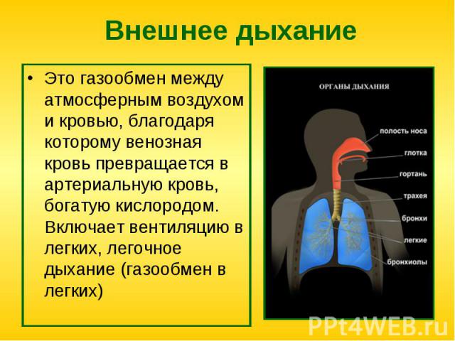 Это газообмен между атмосферным воздухом и кровью, благодаря которому венозная кровь превращается в артериальную кровь, богатую кислородом. Включает вентиляцию в легких, легочное дыхание (газообмен в легких) Это газообмен между атмосферным воздухом …