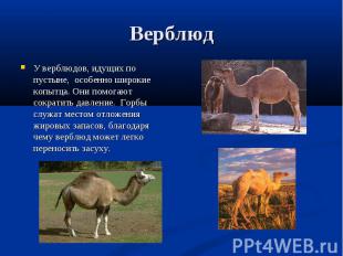 У верблюдов, идущих по пустыне, особенно широкие копытца. Они помогают сократить