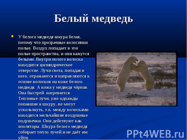 У белого медведя шкура белая, потому что прозрачные волосинки полые. Воздух попадает в эти полые пространства, и они кажутся белыми. Внутри полого волоска находится цилиндрическое отверстие. Лучи света, попадая в него, отражаются и направляются к ос…