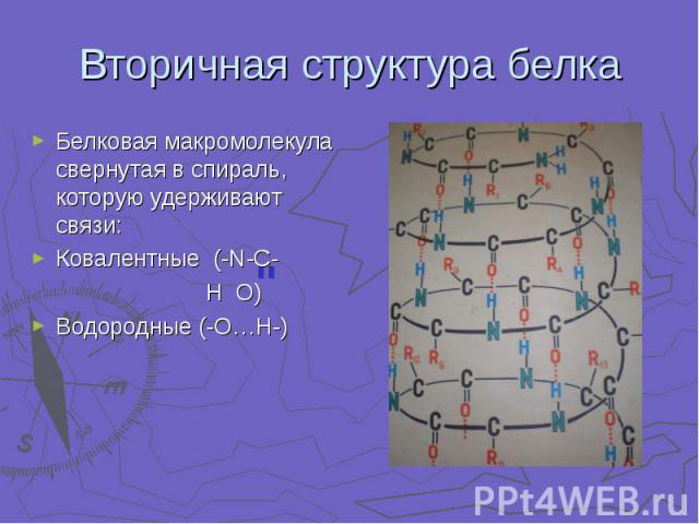 Белковая макромолекула свернутая в спираль, которую удерживают связи: Белковая макромолекула свернутая в спираль, которую удерживают связи: Ковалентные (-N-C- H O) Водородные (-О…Н-)