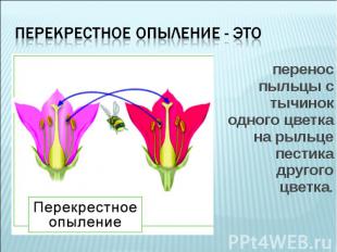 перенос пыльцы с тычинок одного цветка на рыльце пестика другого цветка. перенос