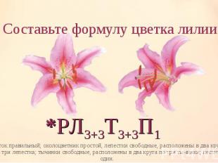 цветок правильный; околоцветник простой, лепестки свободные, расположены в два к