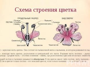Тычинка (♂) – мужская часть цветка. Она состоит из тычиночной нити и пыльника, в