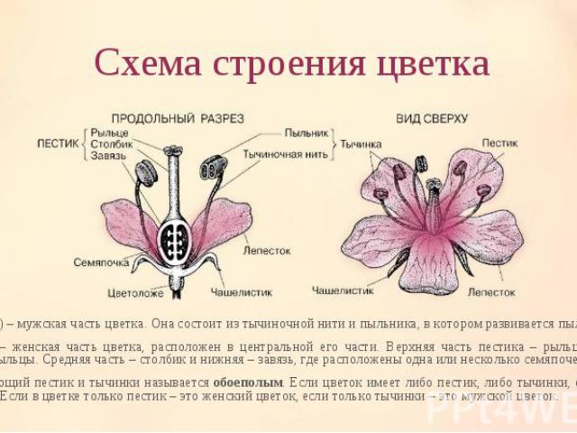Тычинка (♂) – мужская часть цветка. Она состоит из тычиночной нити и пыльника, в котором развивается пыльца. Тычинка (♂) – мужская часть цветка. Она состоит из тычиночной нити и пыльника, в котором развивается пыльца. Пестик (♀) – женская часть цвет…