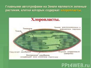 Главными автотрофами на Земле являются зеленые растения, клетки которых содержат