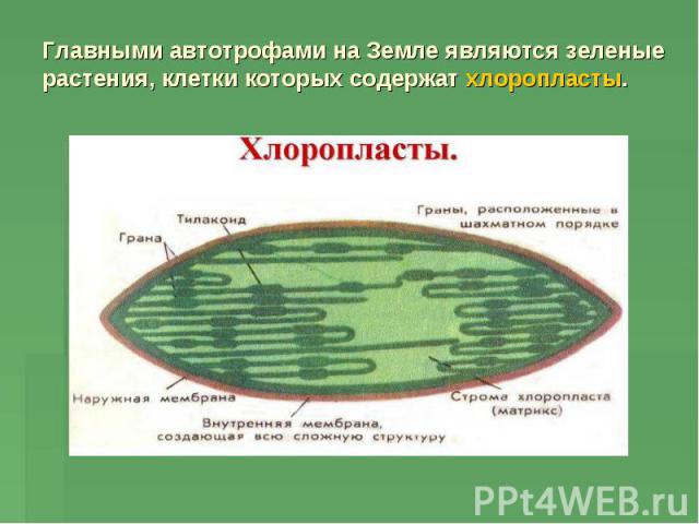 Главными автотрофами на Земле являются зеленые растения, клетки которых содержат хлоропласты.