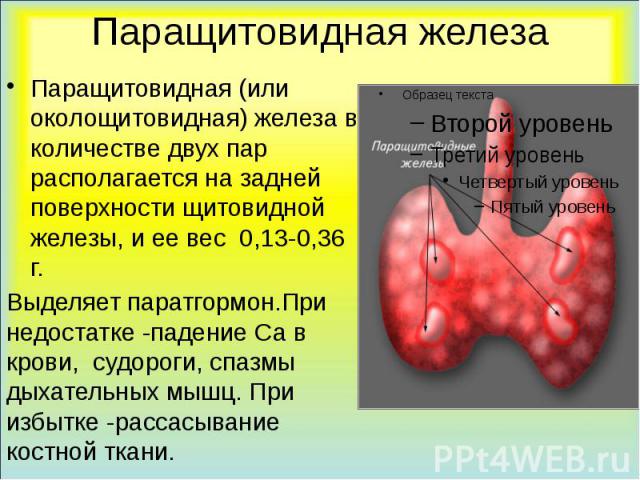Паращитовидная железа Паращитовидная (или околощитовидная) железа в количестве двух пар располагается на задней поверхности щитовидной железы, и ее вес 0,13-0,36 г. Выделяет паратгормон.При недостатке -падение Са в крови, судороги, спазмы дыхательны…
