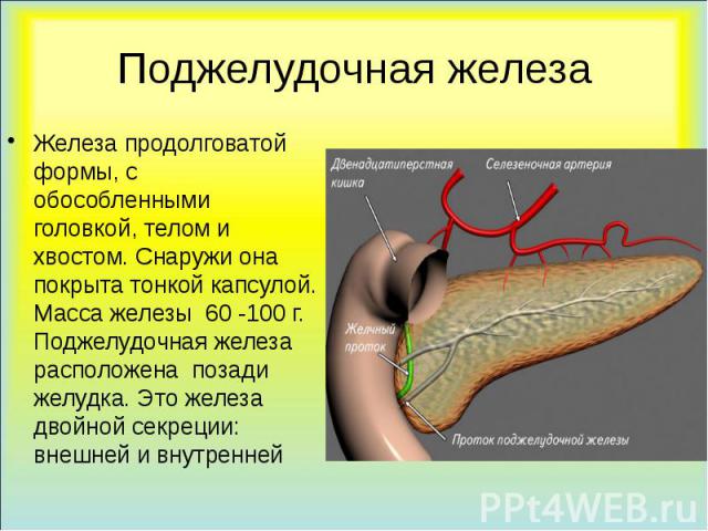 Поджелудочная железа Железа продолговатой формы, с обособленными головкой, телом и хвостом. Снаружи она покрыта тонкой капсулой. Масса железы 60 -100 г. Поджелудочная железа расположена позади желудка. Это железа двойной секреции: внешней и внутренней