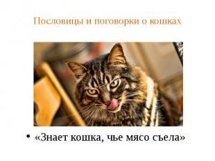 Пословицы и поговорки о кошках «Знает кошка, чье мясо съела»