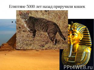 Египтяне 5000 лет назад приручили кошек
