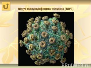 Вирус иммунодефицита человека (ВИЧ)