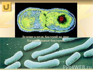 Деление клеток бактерий на двое Палочковидные бактерии