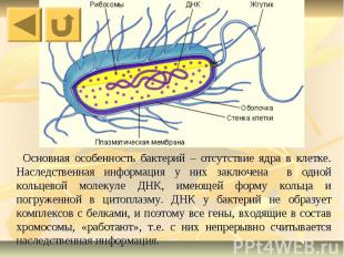 Основная особенность бактерий – отсутствие ядра в клетке. Наследственная информа