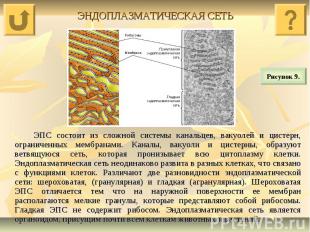 ЭНДОПЛАЗМАТИЧЕСКАЯ СЕТЬ ЭПС состоит из сложной системы канальцев, вакуолей и цис