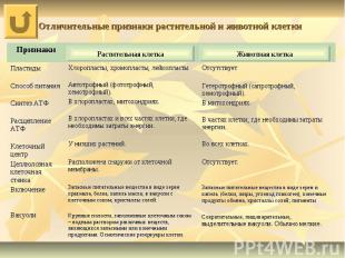 Отличительные признаки растительной и животной клетки