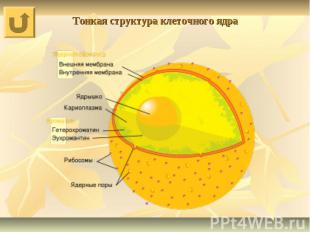 Тонкая структура клеточного ядра