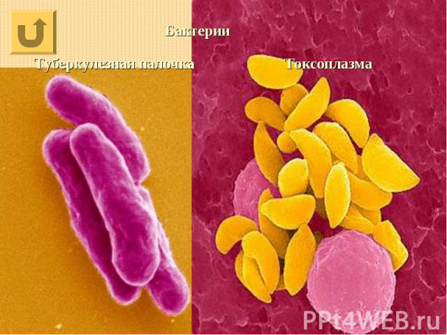 Бактерии Туберкулезная палочка Токсоплазма