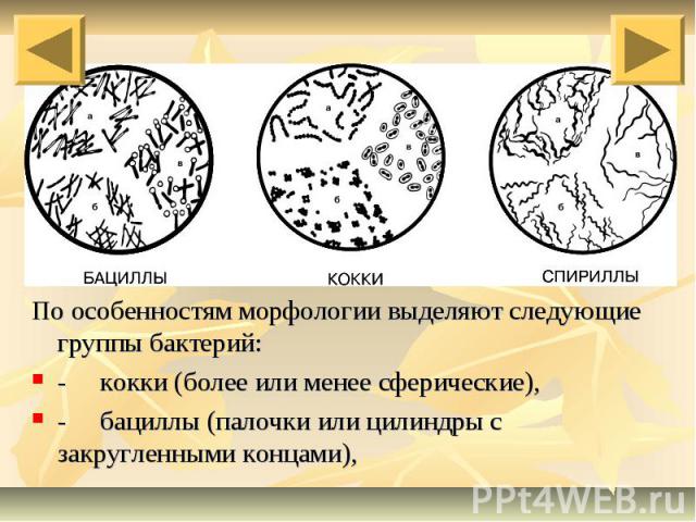 По особенностям морфологии выделяют следующие группы бактерий: -     кокки (более или менее сферические), -     бациллы (палочки или цилиндры с закругленными концами),