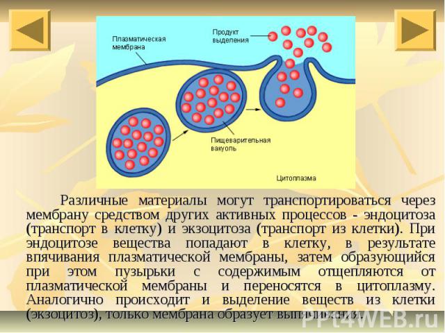 Различные материалы могут транспортироваться через мембрану средством других активных процессов - эндоцитоза (транспорт в клетку) и экзоцитоза (транспорт из клетки). При эндоцитозе вещества попадают в клетку, в результате впячивания плазматической м…