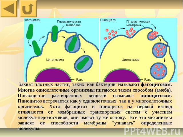 Захват плотных частиц, таких, как бактерии, называют фагоцитозом. Многие одноклеточные организмы питаются таким способом (амеба). Поглощение растворенных веществ называют пиноцитозом. Пиноцитоз встречается как у одноклеточных, так и у многоклеточных…