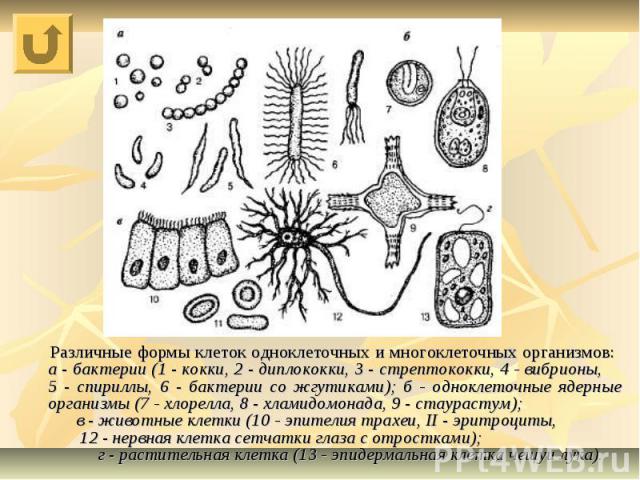Различные формы клеток одноклеточных и многоклеточных организмов: а - бактерии (1 - кокки, 2 - диплококки, 3 - стрептококки, 4 - вибрионы, 5 - спириллы, 6 - бактерии со жгутиками); б - одноклеточные ядерные организмы (7 - хлорелла, 8 - хламидомонада…