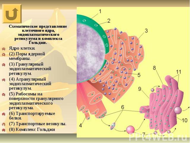 Схематическое представление клеточного ядра, эндоплазматического ретикулума и комплекса Гольджи. Ядро клетки. (2) Поры ядерной мембраны. (3) Гранулярный эндоплазматический ретикулум. (4) Агранулярный эндоплазматический ретикулум. (5) Рибосомы на пов…