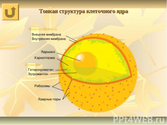 Тонкая структура клеточного ядра