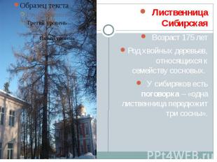 Лиственница Сибирская Лиственница Сибирская Возраст 175 лет Род хвойных деревьев