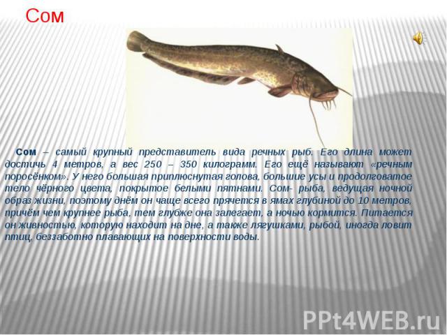 Сом Сом – самый крупный представитель вида речных рыб. Его длина может достичь 4 метров, а вес 250 – 350 килограмм. Его ещё называют «речным поросёнком». У него большая приплюснутая голова, большие усы и продолговатое тело чёрного цвета, покрытое бе…