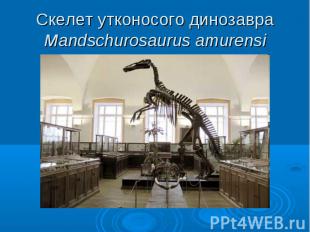 Скелет утконосого динозавра Mandschurosaurus amurensi