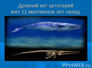 Древний кит цетотерий жил 11 миллионов лет назад