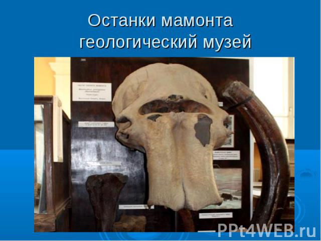Останки мамонта геологический музей