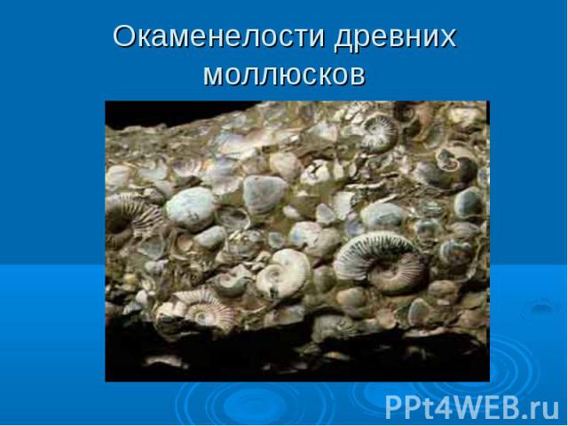 Окаменелости древних моллюсков