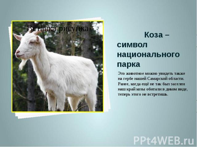 Коза – символ национального парка Это животное можно увидеть также на гербе нашей Самарской области. Ранее, когда ещё не так был заселен наш край козы обитали в диком виде, теперь этого не встретишь.