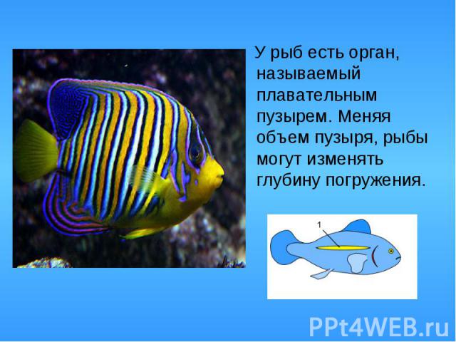 У рыб есть орган, называемый плавательным пузырем. Меняя объем пузыря, рыбы могут изменять глубину погружения. У рыб есть орган, называемый плавательным пузырем. Меняя объем пузыря, рыбы могут изменять глубину погружения.