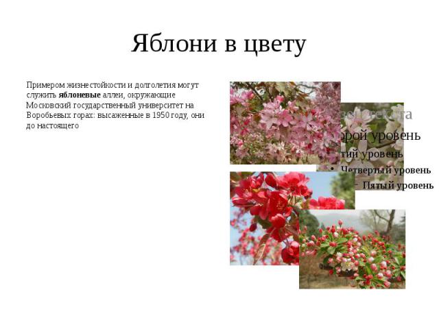 Яблони в цвету Примером жизнестойкости и долголетия могут служить яблоневые аллеи, окружающие Московский государственный университет на Воробьевых горах: высаженные в 1950 году, они до настоящего