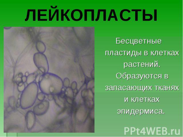 Бесцветные пластиды в клетках растений. Образуются в запасающих тканях и клетках эпидермиса. Бесцветные пластиды в клетках растений. Образуются в запасающих тканях и клетках эпидермиса.