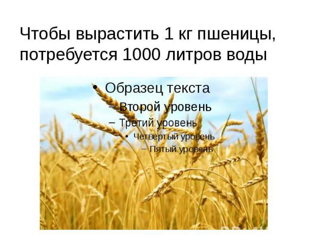 Чтобы вырастить 1 кг пшеницы, потребуется 1000 литров воды