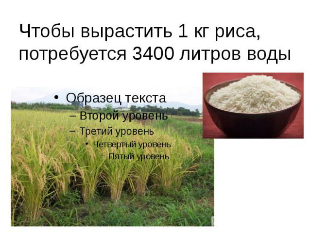 Чтобы вырастить 1 кг риса, потребуется 3400 литров воды