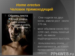 Homo erectus Человек прямоходящий Они ходили на двух ногах, имели рост около 170