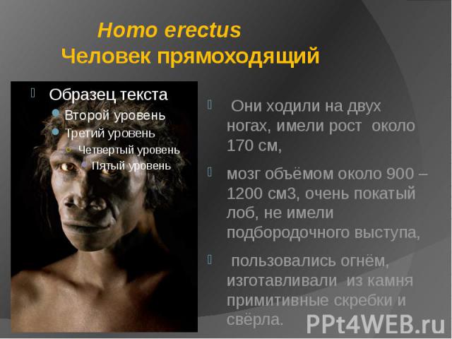 Homo erectus Человек прямоходящий Они ходили на двух ногах, имели рост около 170 см, мозг объёмом около 900 – 1200 см3, очень покатый лоб, не имели подбородочного выступа, пользовались огнём, изготавливали из камня примитивные скребки и свёрла.