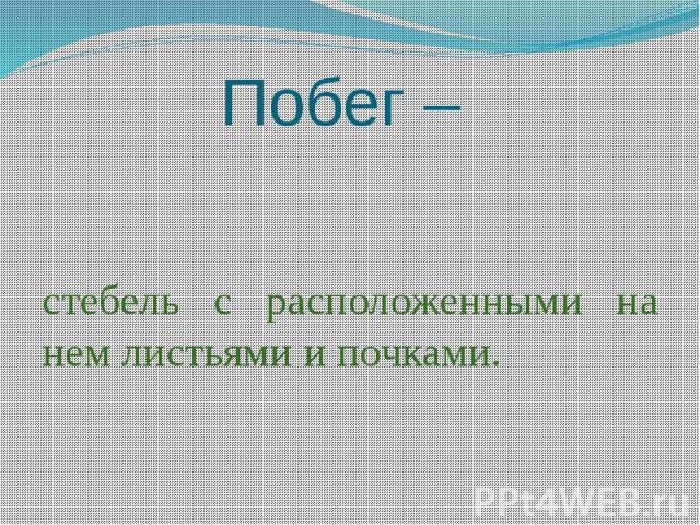 Побег – стебель с расположенными на нем листьями и почками.