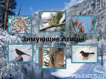 Урок чистоты – береги природу. "Покормите птиц зимой"