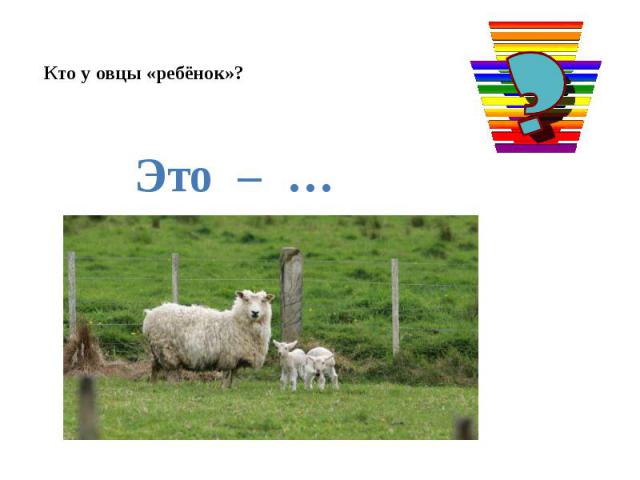 Кто у овцы «ребёнок»? Это – … ягнёнок.